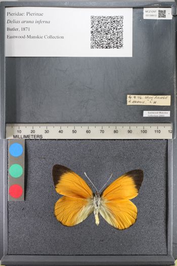 Media type: image;   Entomology 139913